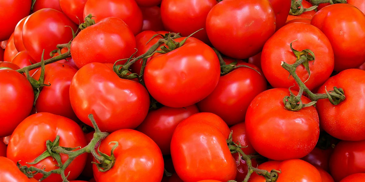 In Italia raccolto il 40% dei pomodori dell'Ue